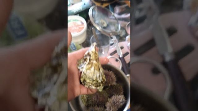 жители Баренцева моря смотреть онлайн