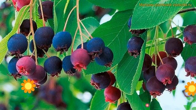 Ирга Принц Вильям. Краткий обзор описание характеристик amelanchier canadensis Prince William