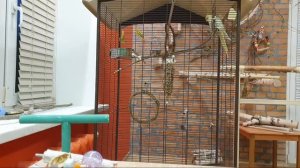 Банда Попугаев. Стрим. Как приручить взрослого попугая?