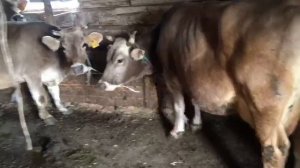 Домашние коровы( дойные, стельные) продаю, обращайтесь! Подробнее в объявлении на авито.