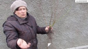 Как правильно ВЫБРАТЬ и ПОСАДИТЬ  САЖЕНЦЫ  КИЗИЛА. Как ОБМАНЫВАЮТ на БАЗАРАХ доверчивых покупателей