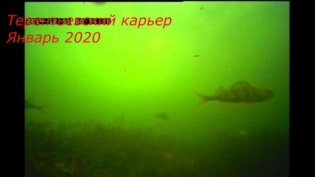 Поведение окуня в озере, Терентьевский карьер, Красноярский край. смотреть онлайн