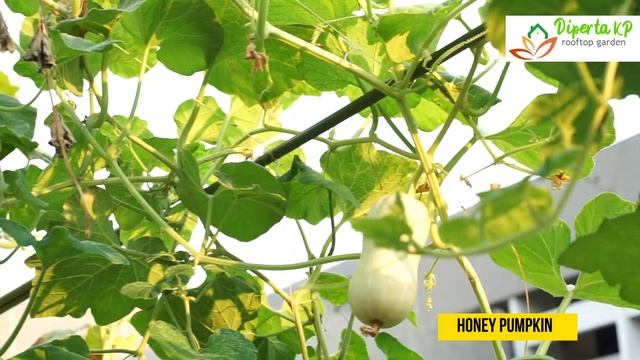 ROOFTOP GARDEN Dinas Pertanian dan KP Provinsi Jawa Timur v. 01 смотреть онлайн