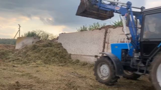 Здорова родной Колхоз Трактора Мтз-82, помогаю совхозу, кормим коров. И снова грязь , возим силос смотреть онлайн