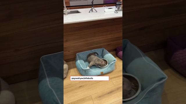 Что делать после покупки щенка? смотреть онлайн