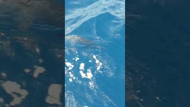 Тунец в океане смотреть онлайн