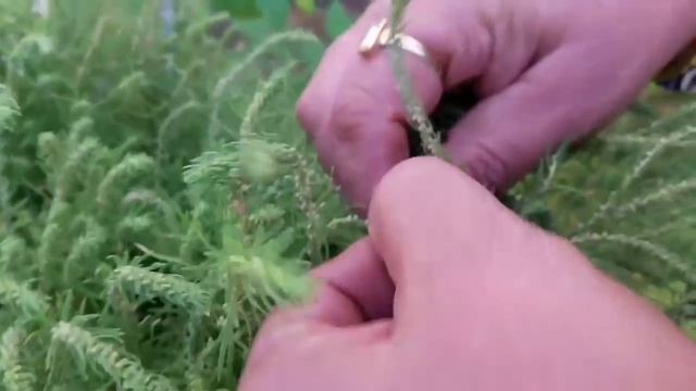 How To Collect Seeds Of Kochia || Kochia || Fun Gardening || 5 Nov, 2017