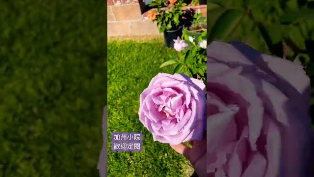 Blue girl 藍色少女茶香月季 смотреть онлайн