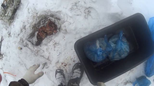 Охота на лису: делаем приваду. смотреть онлайн