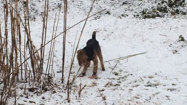 Erdel's von Erikson first time at snow смотреть онлайн