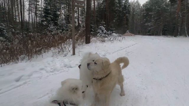 ТЕСТ НАРТ ШАМАН (КУКУШКА) / САМОЕДЫ В ЗАВИДОВО смотреть онлайн