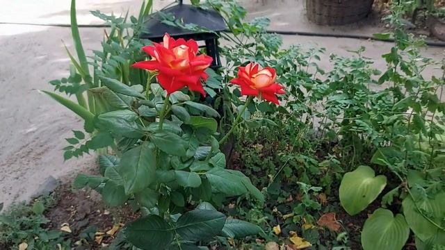 Мои клумбы в августе. смотреть онлайн