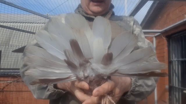 Новый голубь в нашем питомнике. Купили красного из Луганска на ярмарке в Красном Луче.