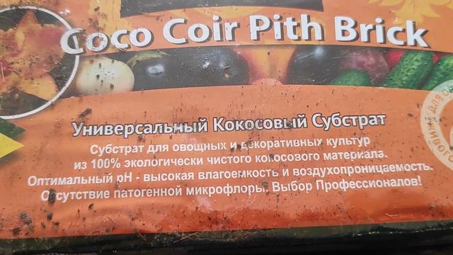 Что случилось через сутки с семенами арбузов. Грунт для рассады арбузов. смотреть онлайн