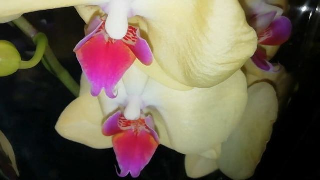 Орхидеи с названиями и не только в магазине Экофлора. Фронтера, Мэджик Арт, Парфюмерная фабрика. смотреть онлайн