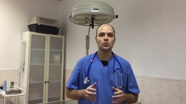 Блошиный дерматит - причина расчесов у кошек и собак смотреть онлайн
