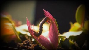 Хищные Растения УБИЙЦЫ