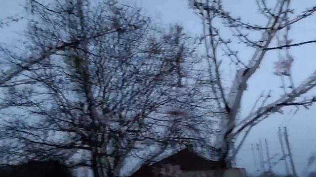 Тля на персике. Просто и доступно спасти дерево. смотреть онлайн