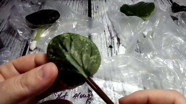 Распаковка посылочки с листиками фиалочек