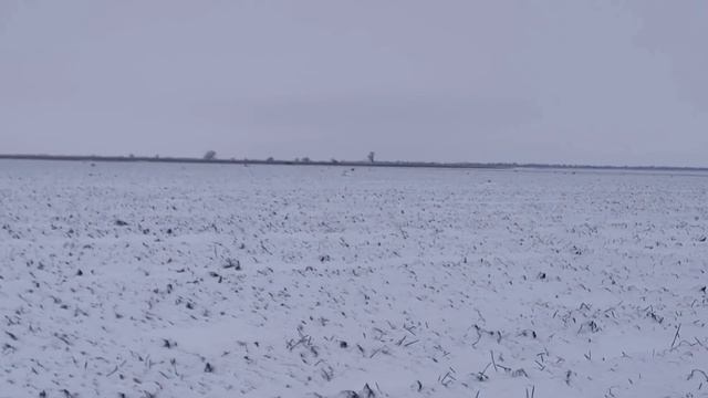 Охота на зайца 26.12.21. Зайцы бегают табунами. смотреть онлайн