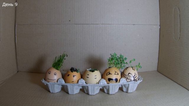 Трава в яйцах за 16 дней | Grass in eggs for 16 days | Timelapse смотреть онлайн
