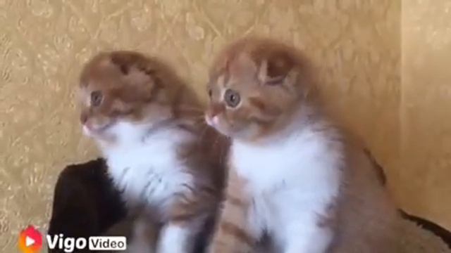 Продажа Кошки смотреть онлайн