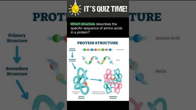 Protein structure смотреть онлайн