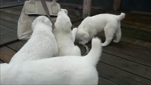 Щенки алабая в питомнике ЯСХАН. Часть 1 смотреть онлайн