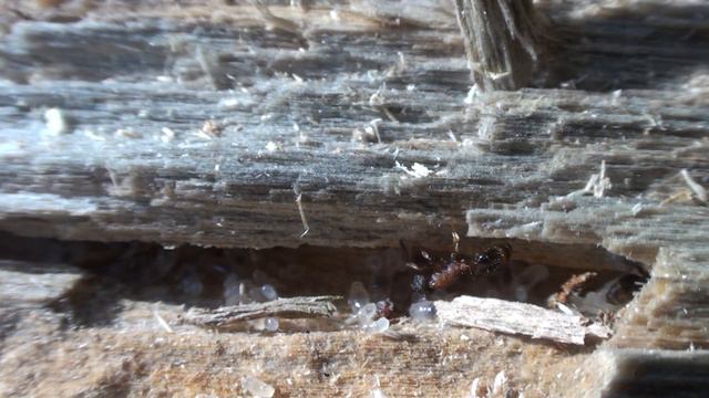 Leptothorax acervorum смотреть онлайн