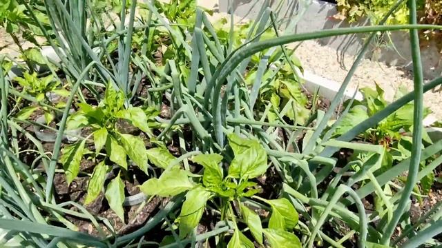 Дача в радость, а не в тягость!!! Что растёт и как...? смотреть онлайн