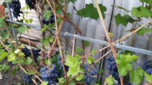 Сорт ? винограда КОДРЯНКА ?!!! Один из лучших тёмных сортов винограда для средней широты РОССИИ !!!