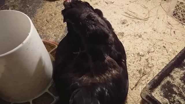 Августовский вывод утят и цыплят. смотреть онлайн