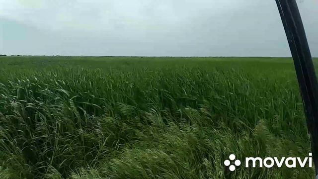 Результаты работы НЕДОРУМА RDF 1000 Favorit ( РДФ 1000 Фаворит) на озимых ячменях смотреть онлайн