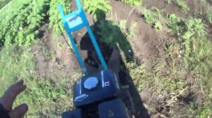 Окучивание КАРТОШКИ Мотокультиватором КРОТ по высокой Ботве! Огород в ДЕРЕВНЕ 2023!