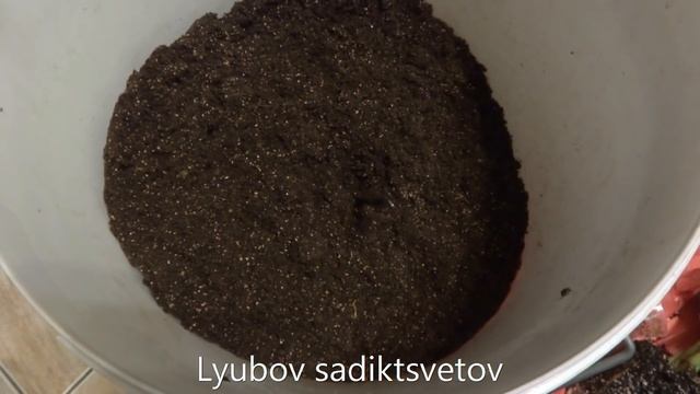 Новички в коллекции сингониумов. Панда и Голд Алюжн. Посадка. смотреть онлайн