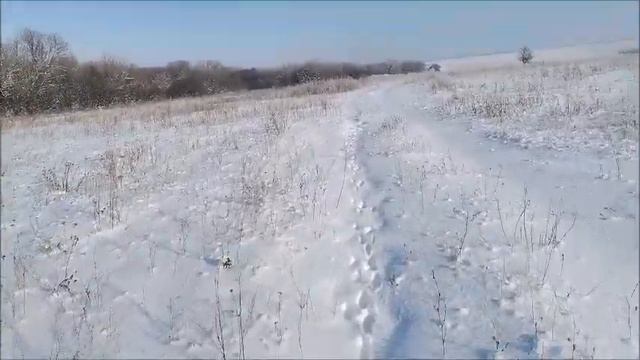 Прогулка в угодиях со щенком немецкого курцхаара ! смотреть онлайн