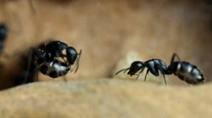 ?САМЫЕ КРУПНЫЕ МУРАВЬИ РОССИИ! Camponotus vagus - гиганты европейских лесов и их содержание дома!