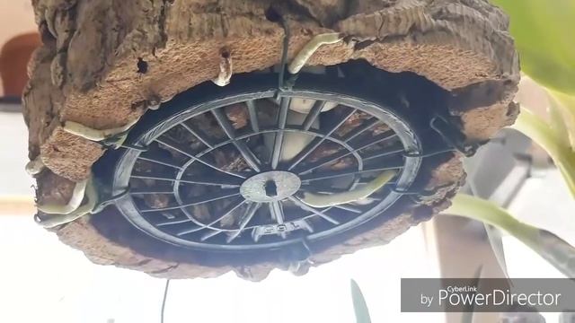 Как посадить орхидею и как сделать горшок для орхидеи. смотреть онлайн