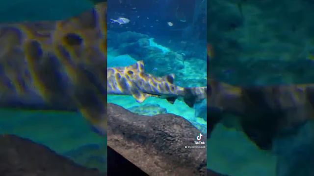 Odysseo-the first ocenarium in the Indian Ocean #mauritius #travel #aquarium #travelwithkids смотреть онлайн