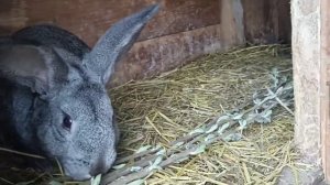 ВЕТОЧНЫЙ КОРМ для кроликов! [какая польза от данного корма!?]