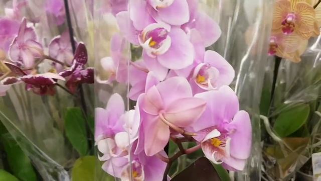 Новые 24 ОРХИДЕИ фаленопсис С торговыми НАЗВАНИЯМИ в КАСТОРАМА | orchid phalaenopsis смотреть онлайн