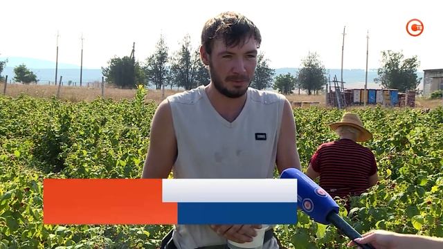 В Севастополе начали собирать малину смотреть онлайн