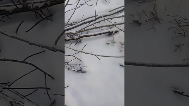 петли на зайца, ноябрь 2020 смотреть онлайн