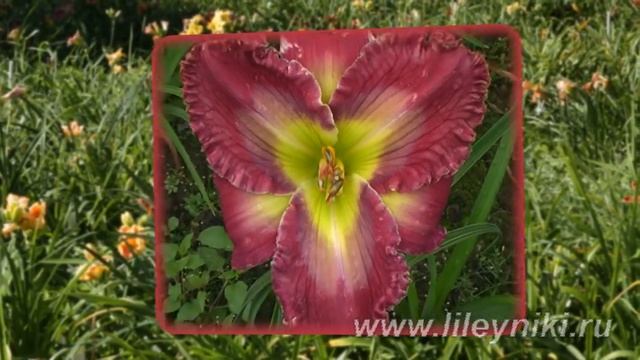 Лилейник Селекция MY SUNNY VALENTINE х COOL COMPOSURE №20533 смотреть онлайн