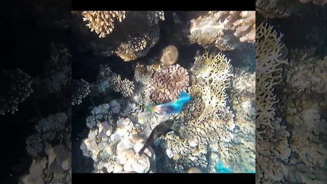 Радужная рыба Красного моря. Рыба-попугай. Снорклинг в Красном море смотреть онлайн