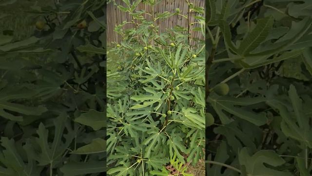 Моё инжирное дерево. My fig tree. #figs #инжир #моё #mytree #вкусно #сша #мойдвор смотреть онлайн