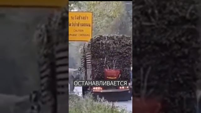 Слоны останавливают машины, чтобы ПОЕСТЬ тростник смотреть онлайн