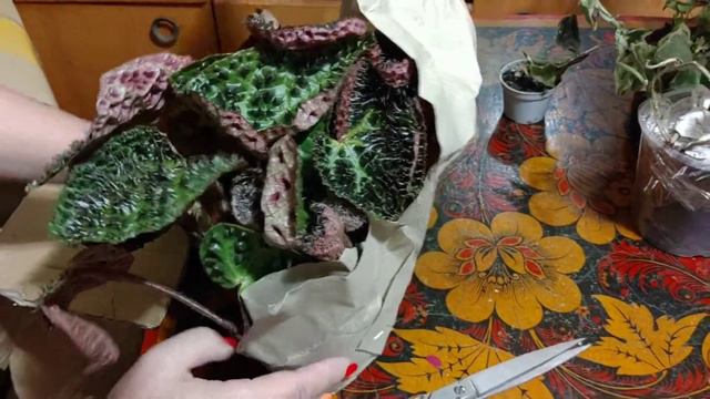 Большая распаковка! смотреть онлайн