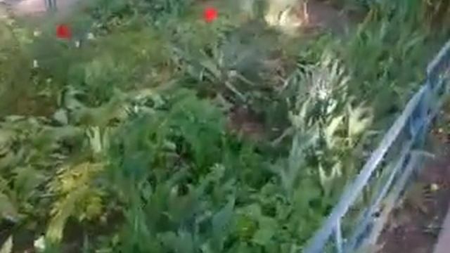 улица и огород nokia E52 240p качество плохое. (2022.24.04) 17:53 смотреть онлайн