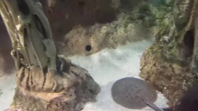 Питер. Океанариум. Скаты и сомы смотреть онлайн